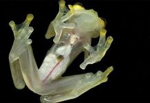 Ếch “vô hình” để tránh kẻ thù Ếch "vô hình" để tránh kẻ thù