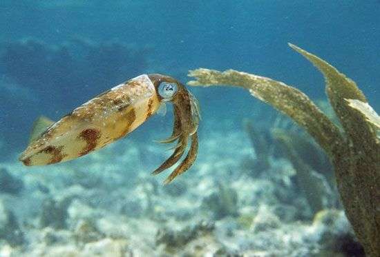 Khám phá tài năng biến hình của cá mực