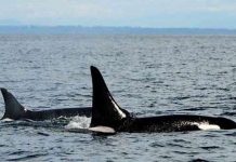 Bắt gặp cá voi trăm tuổi, sống lâu nhất thế giới Bắt gặp cá voi trăm tuổi, sống lâu nhất thế giới