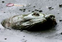 Điểm những hình ảnh thương tâm về Cụ rùa hồ Gươm