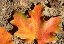 Vì sao lá cây đổi màu?