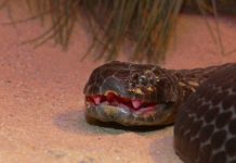 Loài rắn độc đến mức 10 triệu năm không cần tiến hóa