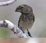 Bắt gặp bằng chứng về sự tiến hoá