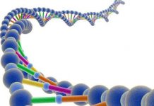 Biến ADN thành “ổ cứng sống”