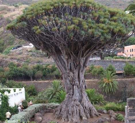 Những loài cây kỳ lạ trên Trái đất