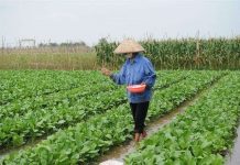 Nitrat – Hiểm họa từ việc lạm dụng phân bón Nitrat - Hiểm họa từ việc lạm dụng phân bón