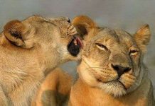 Động vật cũng lên đỉnh khi làm "chuyện ấy"