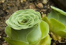 Cực độc thực vật có thể “giả dạng” hoa hồng tuyệt đẹp