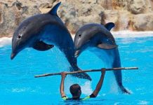 Ấn Độ công nhận cá heo có quyền như người