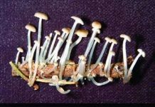 7 loài nấm phát sáng mới được phát hiện