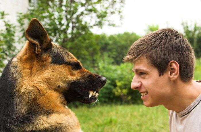 Loài chó thực sự có thể hiểu được cảm xúc của con người