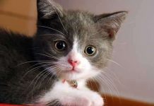 Mèo là thuốc phòng bệnh hen suyễn cho trẻ Mèo là thuốc phòng bệnh hen suyễn cho trẻ