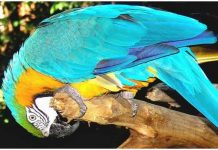 Chim vùng nhiệt đới cũng thư giãn như người Chim vùng nhiệt đới cũng thư giãn như người