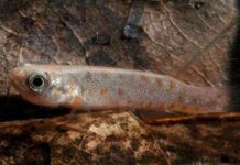 Loài cá kỳ lạ có thể sống 2 tháng trên mặt đất