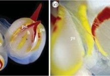 Sinh vật biển có "của quý" kỳ quái nhất giới tự nhiên