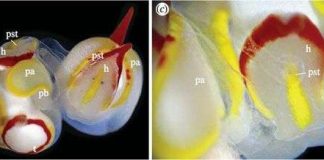 Sinh vật biển có "của quý" kỳ quái nhất giới tự nhiên