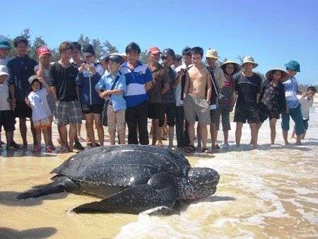 Bắt được rùa biển nặng hơn 300kg