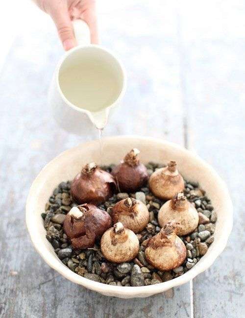 Cách trồng hoa thủy tiên đón Tết cho năm mới an lành