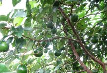 Kỹ thuật trồng cây bơ