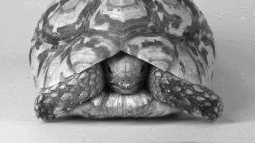 13 sự thật về loài rùa mà ít ai biết đến