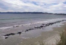 Cá voi chết hàng loạt trên bờ biển New Zealand