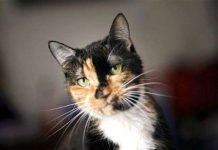 Mèo đi lạc vượt hơn 300km để về nhà Mèo đi lạc vượt hơn 300km để về nhà