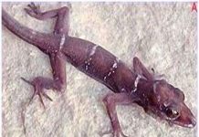 Khám phá thêm hai loài thằn lằn chân ngón