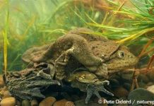 Khi động vật trở thành "thảm họa thời trang"