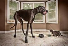 Con chó cao nhất hành tinh