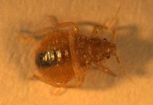 New York đau đầu vì bọ hút máu