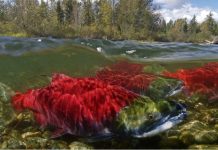 Loài vật có khả năng khiến Trái đất rung chuyển khi làm “chuyện ấy” Loài vật có khả năng khiến Trái đất rung chuyển khi làm "chuyện ấy"