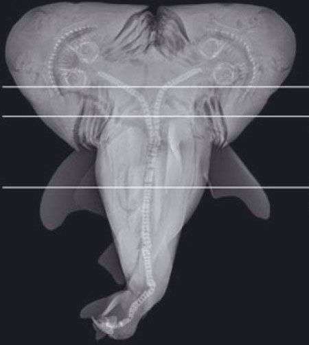 Bắt được bào thai cá mập 2 đầu