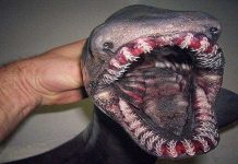 Ngư dân Nga chia sẻ bộ sưu tập quái vật đại dương gây sốt Ngư dân Nga chia sẻ bộ sưu tập quái vật đại dương gây sốt