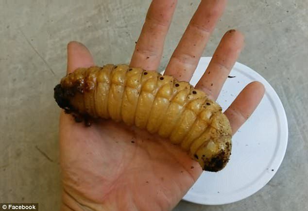 Bạn sẽ ngã ngửa khi biết sự thật về loài sinh vật “ngoài hành tinh” này