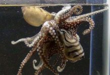 Loài bạch tuộc có đời sống tình dục kỳ dị