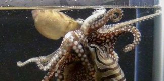 Loài bạch tuộc có đời sống tình dục kỳ dị