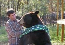 Gấu, hổ, sư tử … rủ nhau cùng ăn kiêng giảm cân Gấu, hổ, sư tử ... rủ nhau cùng ăn kiêng giảm cân