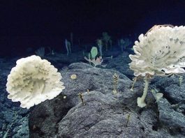 "Khu rừng" bọt biển ở độ sâu 2.000m dưới đáy biển Mỹ