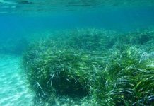 Phát hiện loài cỏ sống thọ nhất hành tinh