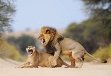 Những loài vật phá vỡ mọi kỷ lục