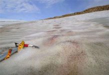 Greenland cho phép khai thác uranium và đất hiếm tại Bắc Cực