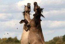 Ngựa hoang tranh hùng