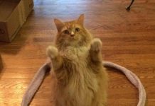 Giải mã bí ẩn: Vì sao lũ mèo rất thích ngồi trong vòng tròn?