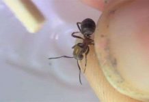 Gắn chip cho kiến