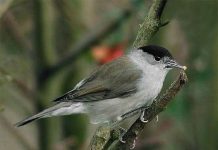 Tìm thấy gien chi phối tập tính di trú của chim