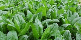 Cách trồng cây rau chân vịt chống ung thư tại nhà