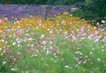 Kỹ thuật trồng hoa cánh bướm trong vườn nhà