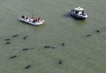 Hàng chục cá voi hoa tiêu mắc cạn ở bãi biển Mỹ