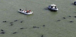 Hàng chục cá voi hoa tiêu mắc cạn ở bãi biển Mỹ