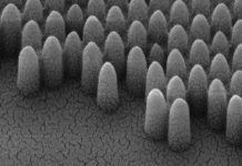 Mắt bướm đêm gợi ý cho các nhà nghiên cứu phát triển cửa kính tự làm sạch, chống chói Mắt bướm đêm gợi ý cho các nhà nghiên cứu phát triển cửa kính tự làm sạch, chống chói